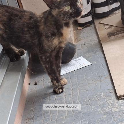 Photo 1/1 Agathe Chat lost in Montpellier