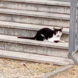 Picture of cat found at Carpentras