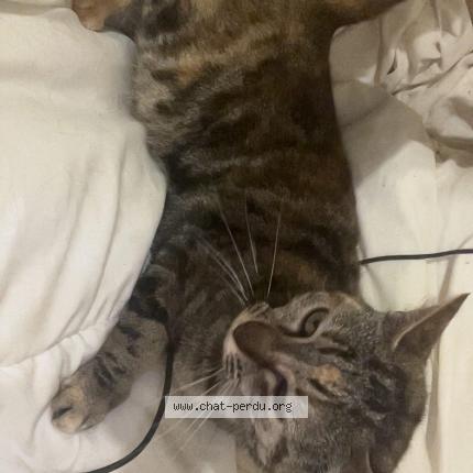 Photo 1/1 Sylphy Chat lost in Vire normandie