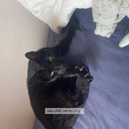 Photo 1/1 Max Chat lost in Bandol