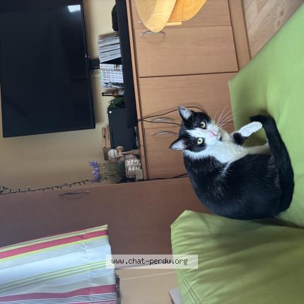 Photo 1/1 Haru Chat lost in Trogues