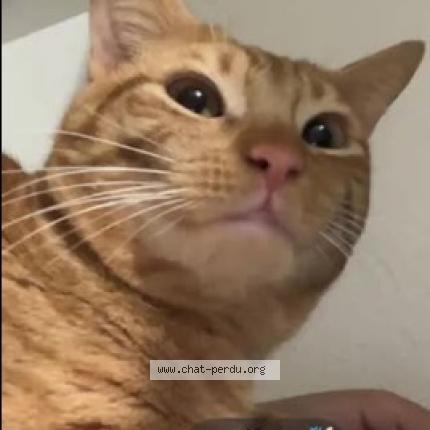 Photo 1/1 Simba Chat lost in Cap d agde