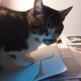 Picture of cat lost at Saint Jean De Braye 45800