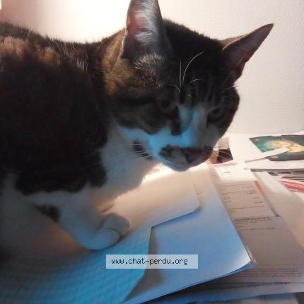 Photo 1/1 Pasquiet Sandrine Chat lost in Saint jean de braye 45800