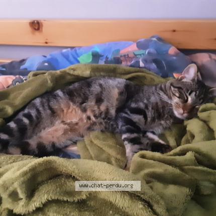 Photo 1/1 Cookie Chat lost in Saint aubin de medoc