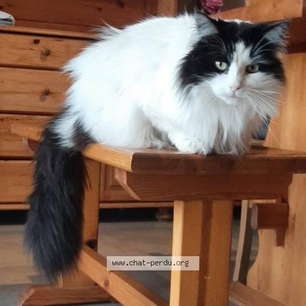 Photo 1/1 Macaron Chat lost in Feschaux