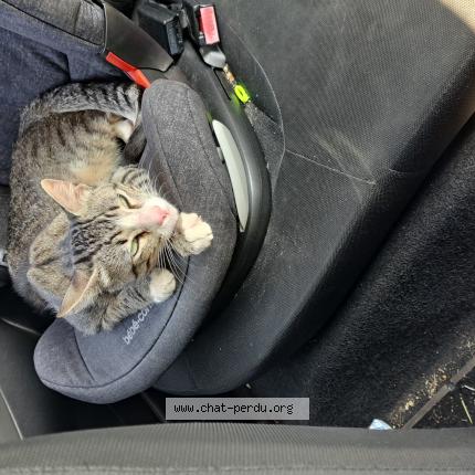 Photo 1/1 Found cat Found in Villeneuve les bouloc