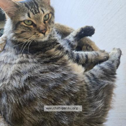 Photo 1/2 Th&eacute;mis Chat lost in Romagnat