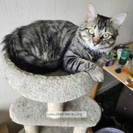 Photo 2/2 Thémis Chat lost in Romagnat