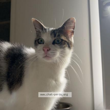 Photo 1/1 Mao Chat lost in Montpellier