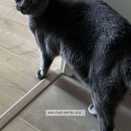 Photo 1/1 Tiger Chat lost in Saint malo