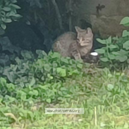 Photo 1/1 Found cat Found in Rouen