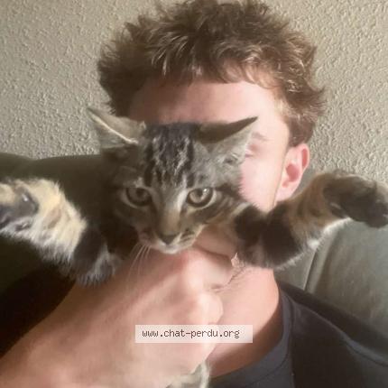 Photo 1/1 Luv Chat lost in Ussel