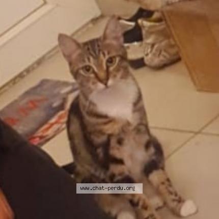 Photo 1/1 Luna Chat lost in Chelles