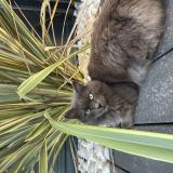 Picture of cat lost at Saint Gregoire