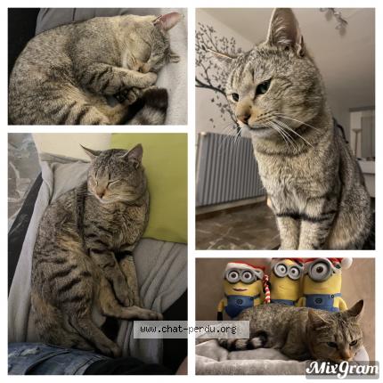 Photo 1/1 Grizou Chat lost in Boussieres