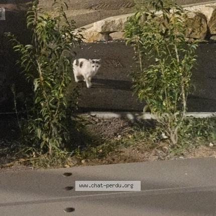 Photo 1/1 Found cat Found in Savigny