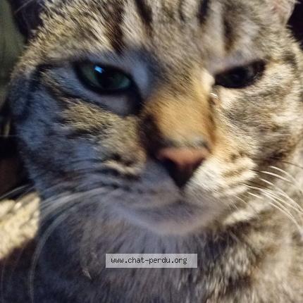 Foto 1/1 Prince Kat vermist in Juprelle