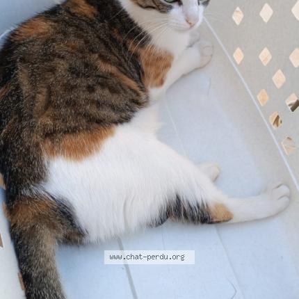 Photo 1/1 MISTY Chat lost in Jonquieres