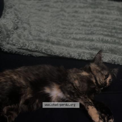 Photo 1/1 Cookies Chat lost in Angers