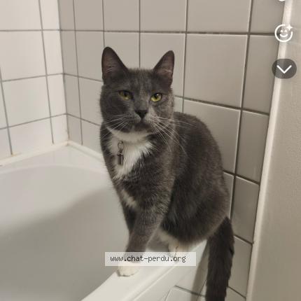 Photo 1/1 Bartholome Chat lost in La gorgue