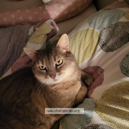 Photo 1/1 Camille Chat lost in Saint ouen