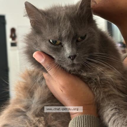 Photo 1/1 Jacinthe Chat lost in Figanieres