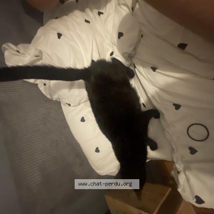 Photo 1/1 Found cat Found in St martin du tertre