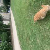 Picture of cat lost at Mantes La Jolie