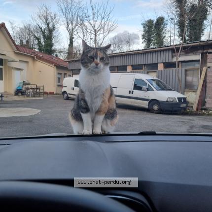 Photo 1/1 Didi Chat lost in Choisy le roi