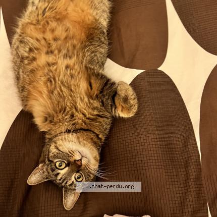 Photo 1/1 Rosie Chat lost in Dimancheville