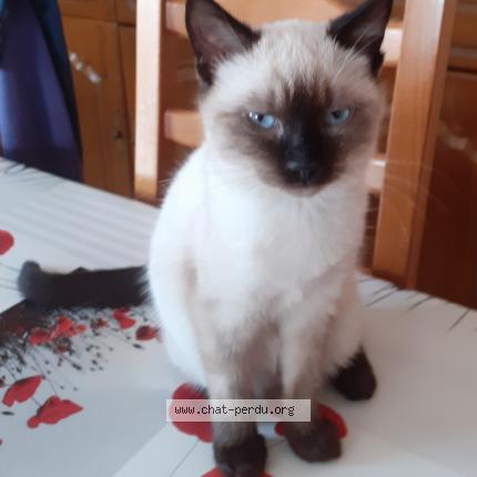 Photo 1/1 p&eacute;p&eacute;tte Chat lost in Vire verizet