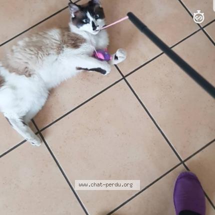 Photo 1/1 Nougat Chat lost in Aureilhan