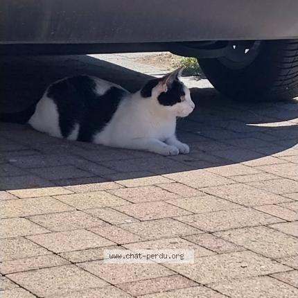 Photo 1/1 Spyke Chat lost in Dinsheim sur bruche