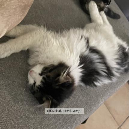 Photo 1/1 Oréo Chat lost in Saint froult