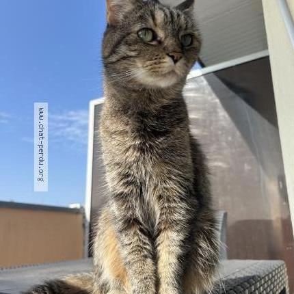 Photo 1/1 Odja Chat lost in Lorient