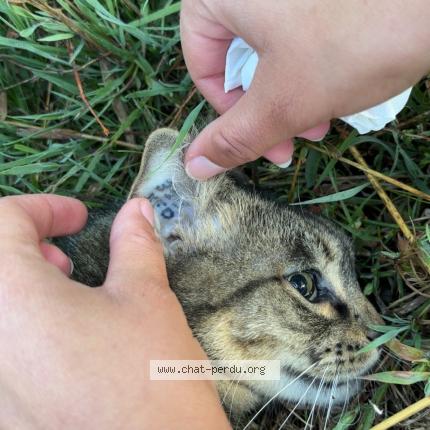 Photo 1/1 Found cat Found in Cras