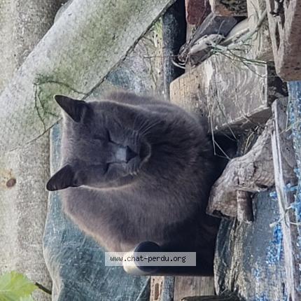 Photo 1/1 Marie-Christine Ruvio Chat lost in Passy