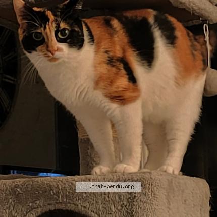 Photo 1/1 Twiny Chat lost in Agen