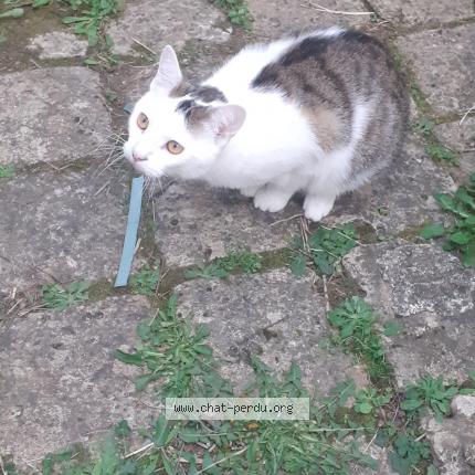 Photo 1/1 Cookie Chat lost in Perigueux