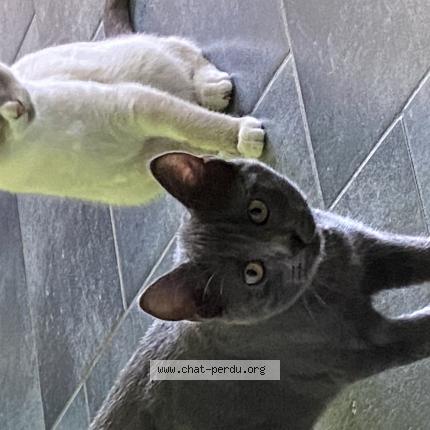 Photo 1/1 Daisy Chat lost in Wervicq sud