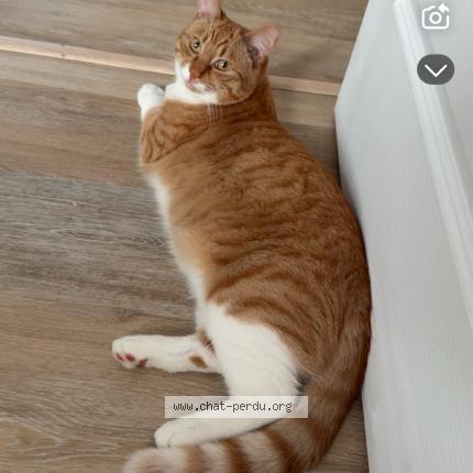 Photo 1/1 Ar&egrave;s Chat lost in Escaudain