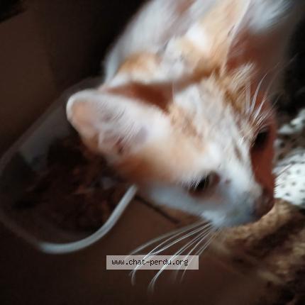 Photo 1/1 Found cat Found in Noyant villages