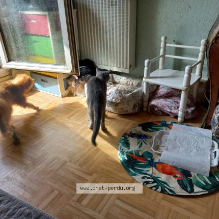 Photo 1/1 Suzette Chat lost in Malaloff