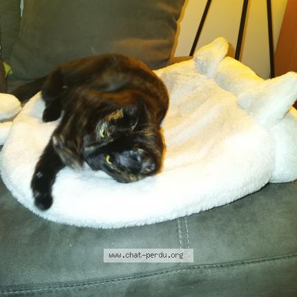 Photo 1/3 Nounette Chat lost in Echirolles