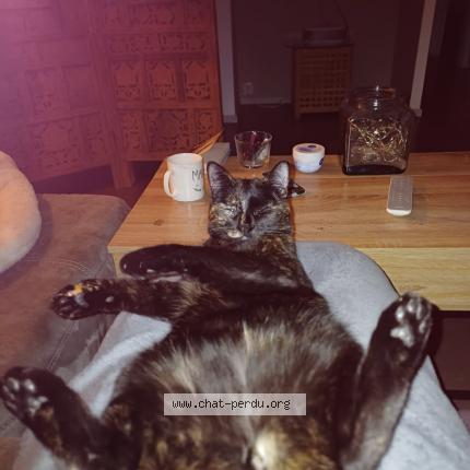 Photo 2/3 Nounette Chat lost in Echirolles