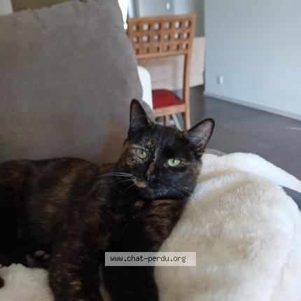 Photo 3/3 Nounette Chat lost in Echirolles