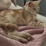 Picture of cat lost at Villiers Le Sec