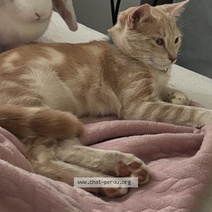 Photo 1/1 Zébulon Chat lost in Villiers le sec