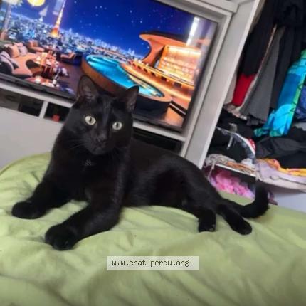 Photo 1/1 Kiki Chat lost in Paris